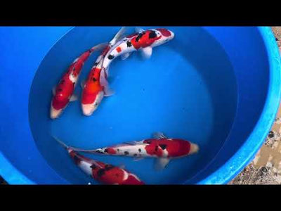 39cm Sanke (Marudo) REF - SEP102