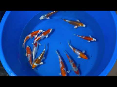 21.5cm Kikisui (Byer Koi Farm) REF - MA64