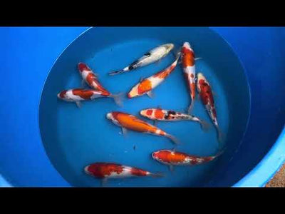 26cm Ginrin Kohaku (Shinoda) REF - AUG033