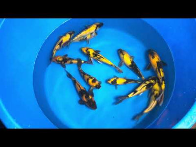 26cm Ki Utsuri (Byer Koi Farm) REF - AUG051
