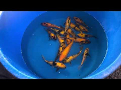 20.5cm Ki Utsuri (Byer Koi Farm) REF - AUG067