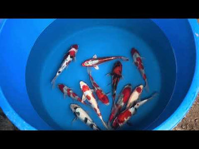23cm Showa (Yagenji) REF - AUG131