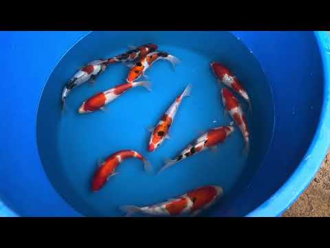 22cm Kohaku (Marudo) REF - AUG024