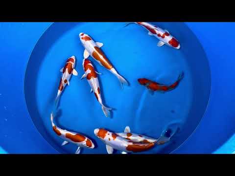 24cm Kikisui (Byer Koi Farm) REF - MA226