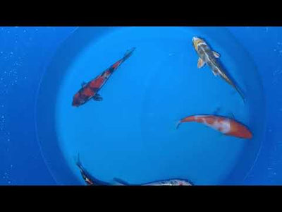 15-20cm Koi Bundle (Byer Koi Farm) REF - D036
