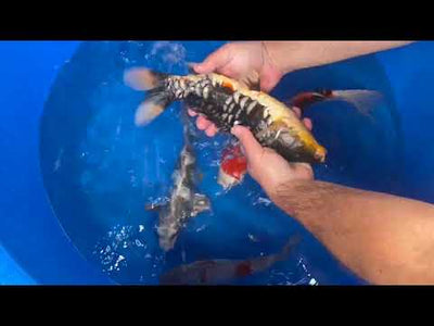 25cm Aragoke Ochiba (Byer Koi Farm) REF - OC04