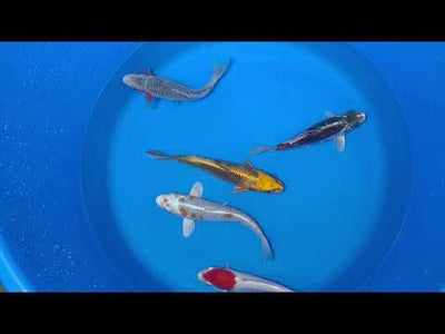 15-20cm Koi Bundle (Byer Koi Farm) REF - D046