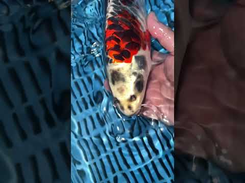 33cm Aragoke Beni Kikokuryu (Byer Koi Farm) REF - OC27