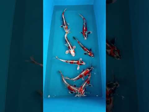 44cm Beni Kikokuryu (Marusaka) REF - AUG176