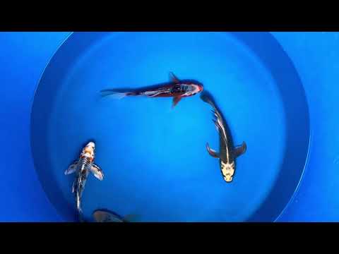 21-25cm Butterfly Koi Tosai (Yamasan) REF - JUN110