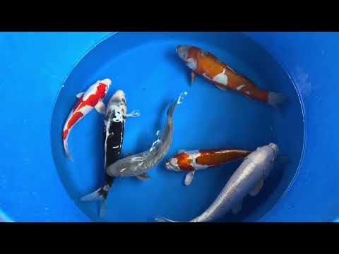 30cm Doitsu Kogane Ochiba (Byer Koi Farm) REF - SEP034