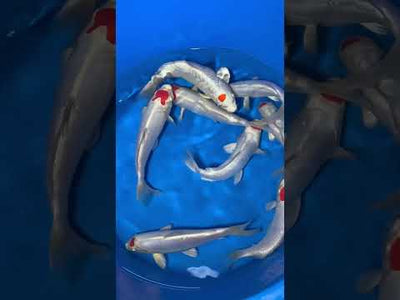 27cm Tancho Kikisui (Byer Koi Farm) REF - MA05