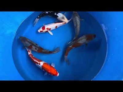33cm Kikisui (Byer Koi Farm) REF - SEP018