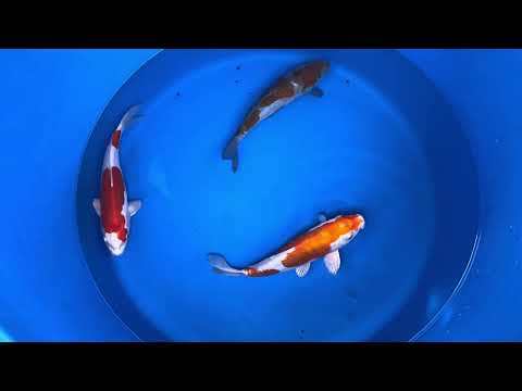 27cm Kikisui (Byer Koi Farm) REF - JUN39