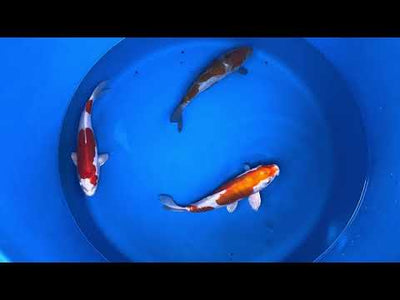 27cm Kikisui (Byer Koi Farm) REF - JUN39