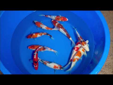 25cm Showa (Marujyu) REF - OCT018