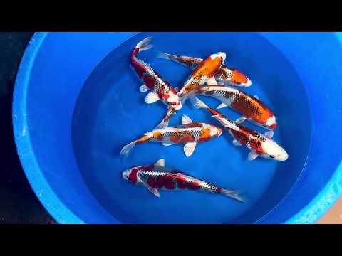 33cm Kujaku (Hosokai) REF - SEP122