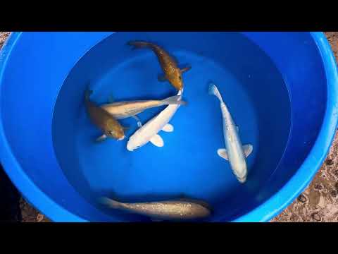 33cm Doitsu Karashigoi (Yamasan) REF - OCT074