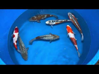 28cm Shusui (Byer Koi Farm) REF - JUN05