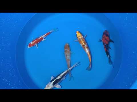 15-20cm Koi Bundle (Byer Koi Farm) REF - D040