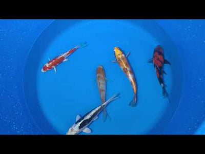 15-20cm Koi Bundle (Byer Koi Farm) REF - D040