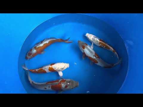 30cm Doitsu Kogane Ochiba (Byer Koi Farm) REF - SEP048