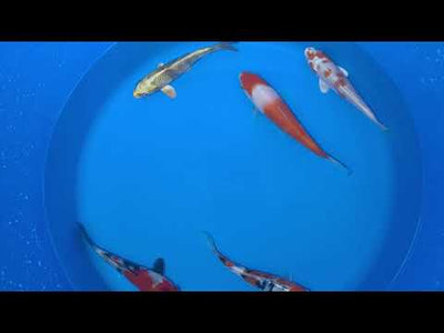 15-20cm Koi Bundle (Byer Koi Farm) REF - D039