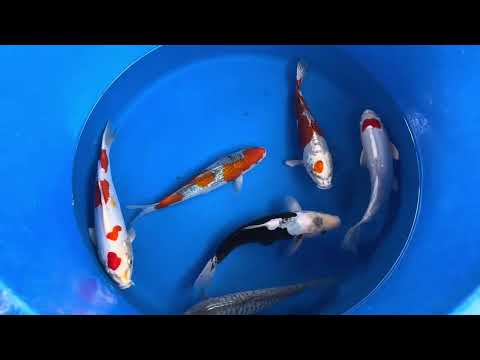 28cm Goshiki (Byer Koi Farm) REF - SEP026