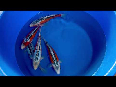 35cm Shusui (Byer Koi Farm) REF - SEP063