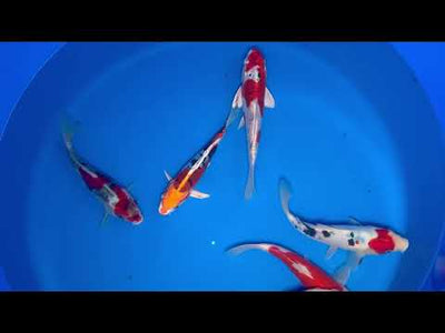 22cm Showa (Kase) REF - AUG107