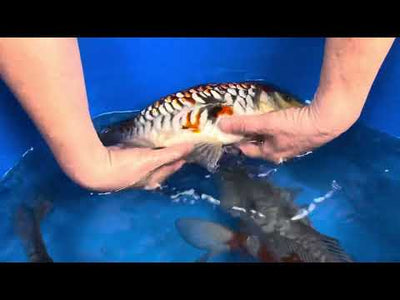 34cm Aragoke Ochiba (Byer Koi Farm) REF - SE72
