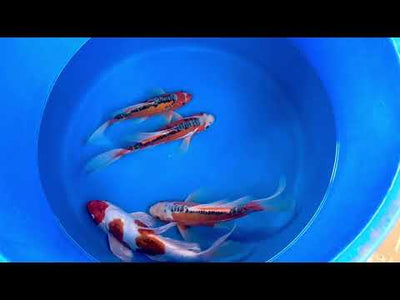 35cm Butterfly Koi, Kikisui (Yamasan) REF - SEP002