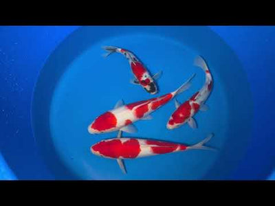 35cm Kohaku (Marudo) REF - D010
