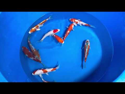 25cm Ochiba (Byer Koi Farm) REF - OCT044