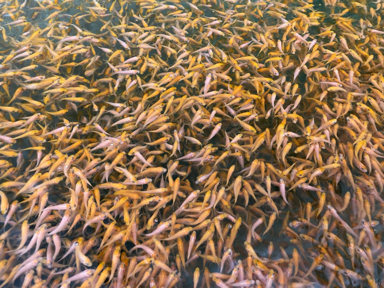 Byer Koi Farm Koi Carp For Sale Online Or Visit Our Shop In Herts