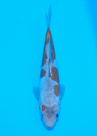 19cm Doitsu Ochiba REF SRR03-005