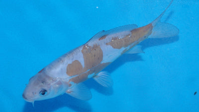 19cm Doitsu Ochiba REF SRR03-005