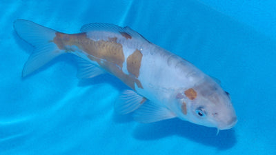 19cm Doitsu Ochiba REF SRR03-005