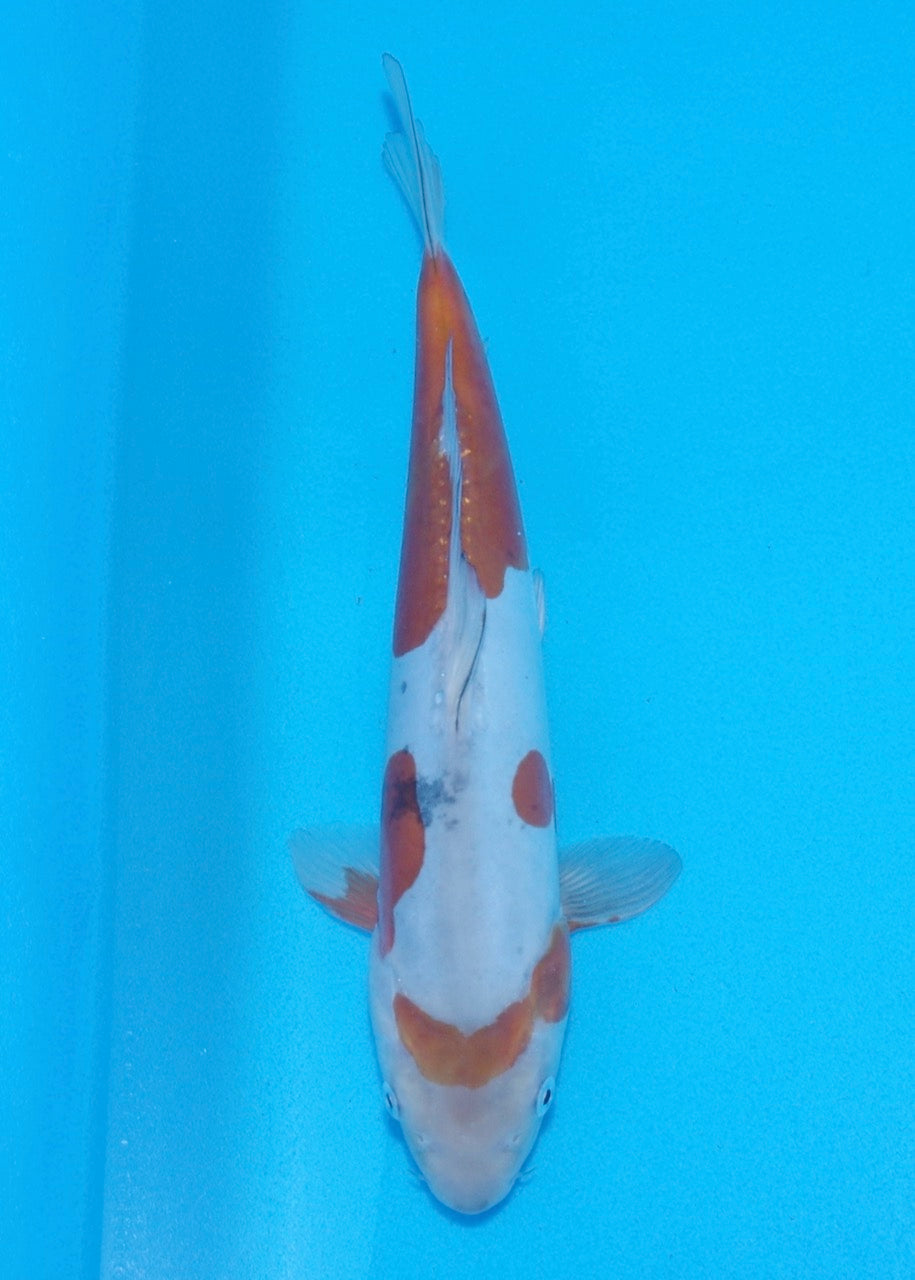 30cm Doitsu Ochiba REF SRR03-017