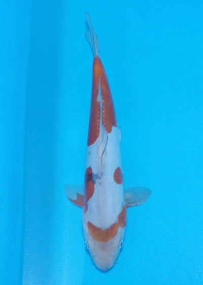 30cm Doitsu Ochiba REF SRR03-017