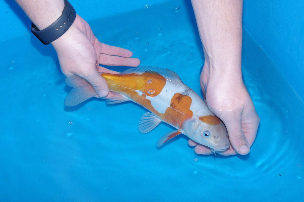 30cm Doitsu Ochiba REF SRR03-017