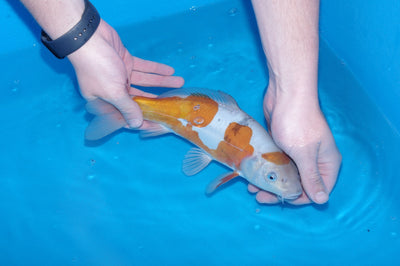 30cm Doitsu Ochiba REF SRR03-017