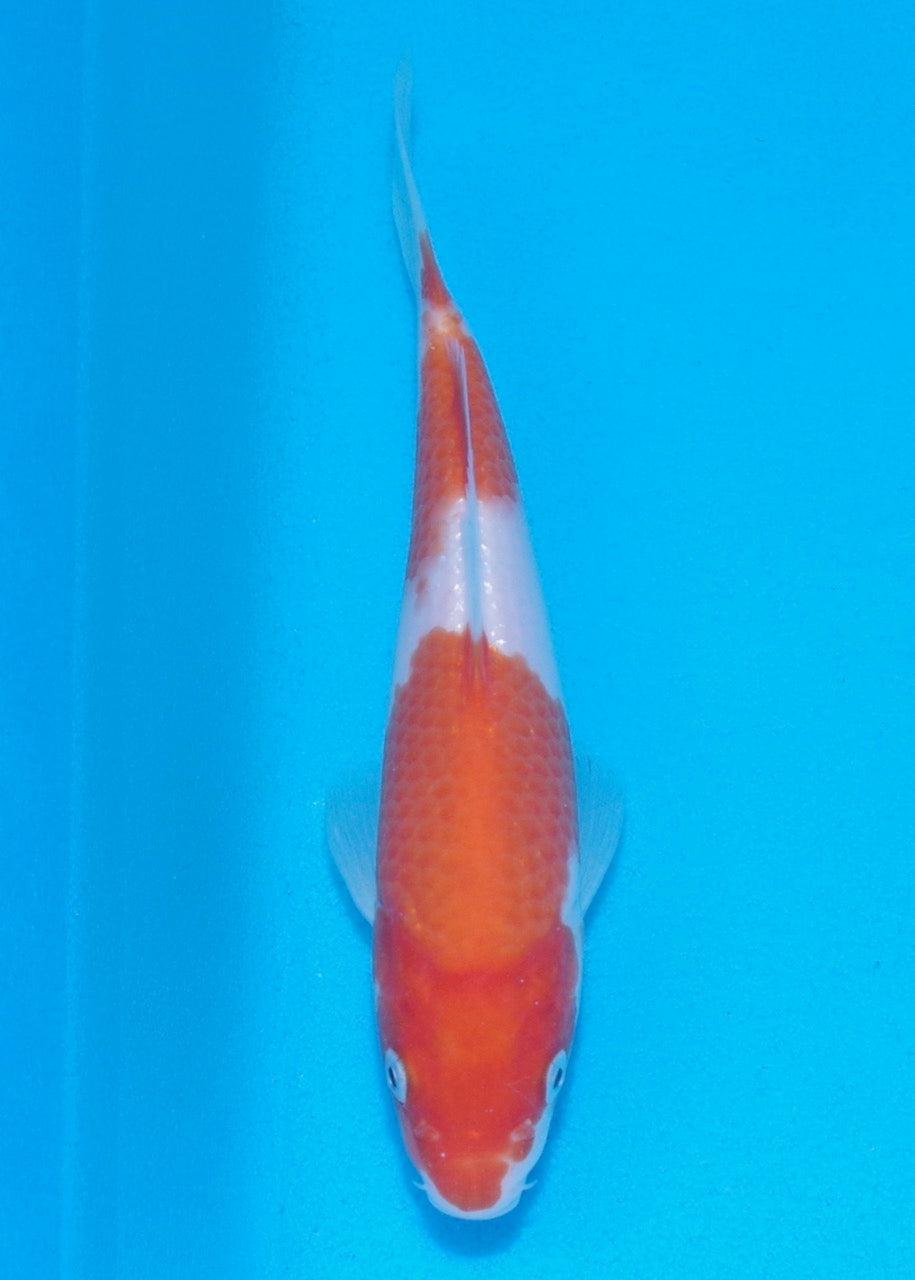 18cm Kohaku REF SRR01-014