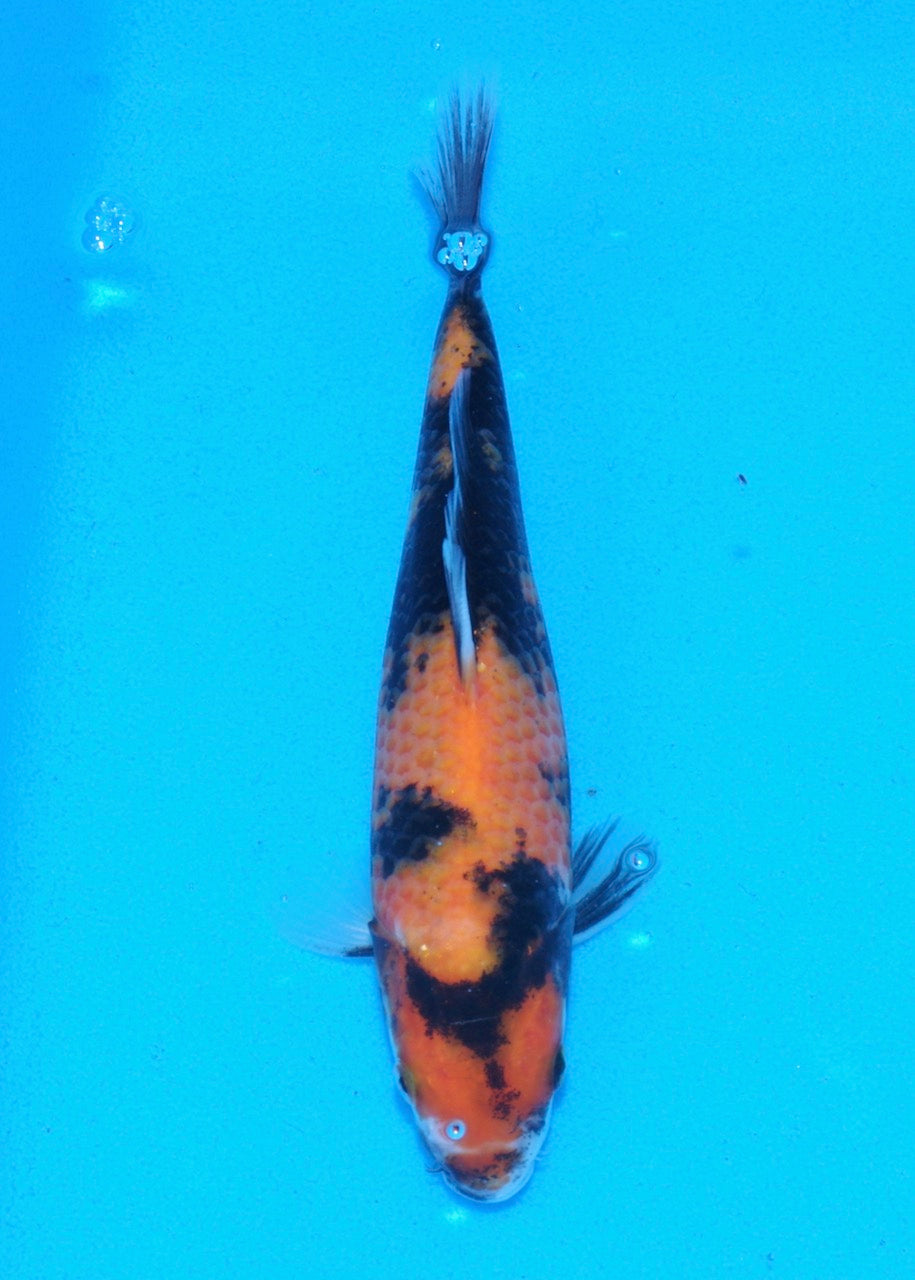 21cm Hi Showa REF SRR01-002