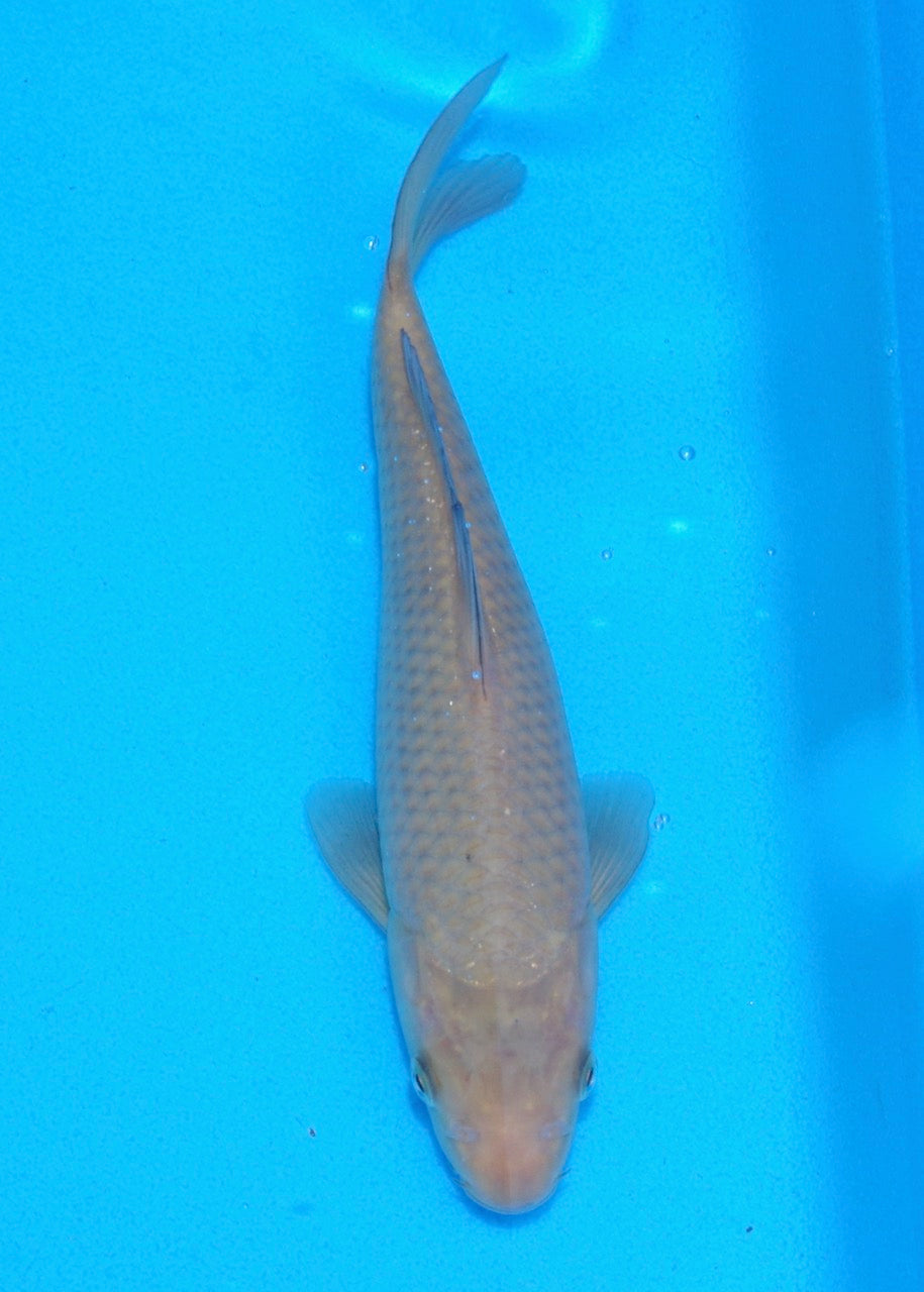 22cm Chagoi REF SRL03-176