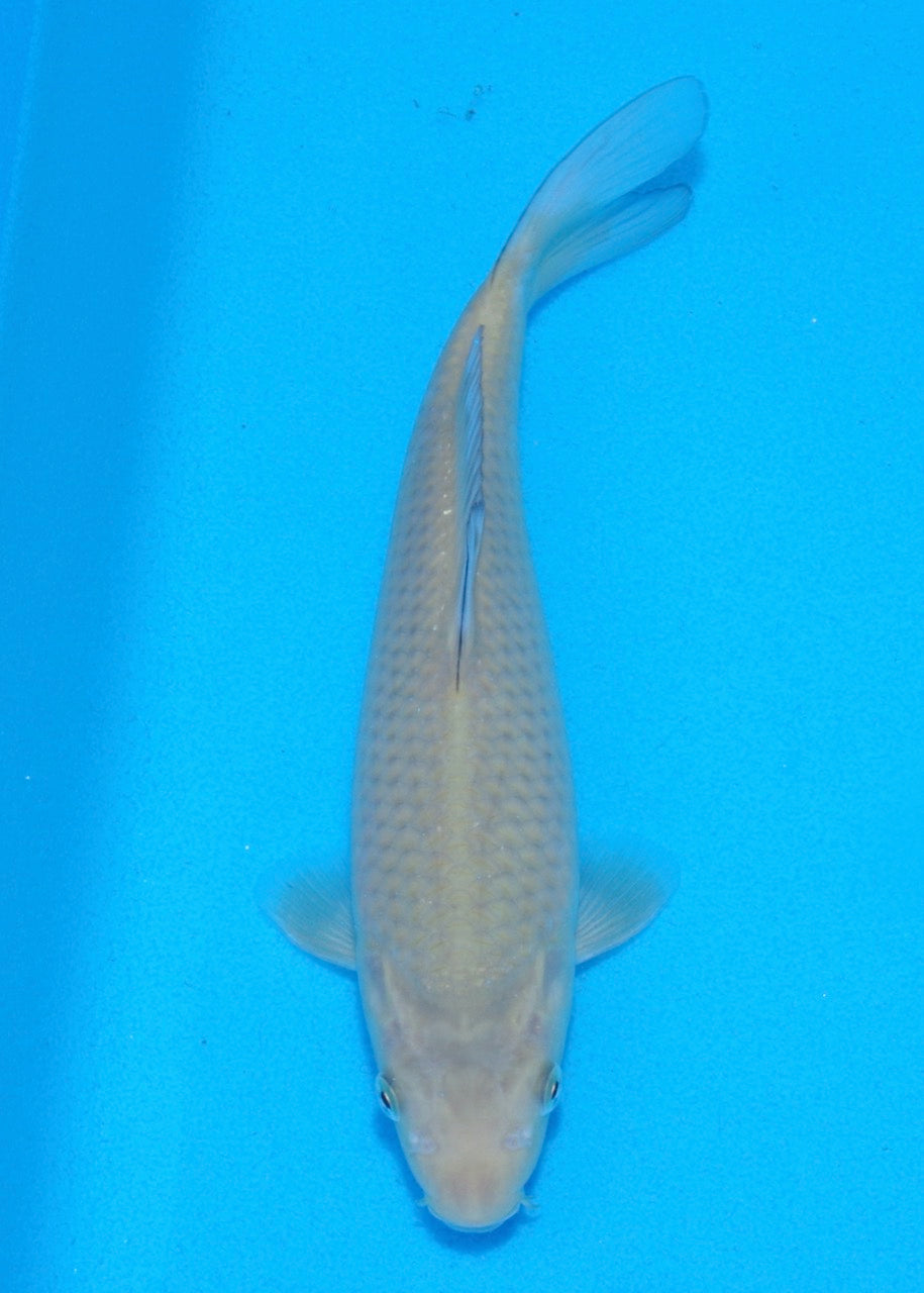 22cm Chagoi REF SRL03-177