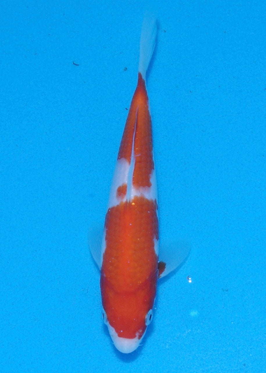 19cm Kohaku REF SRR01-006