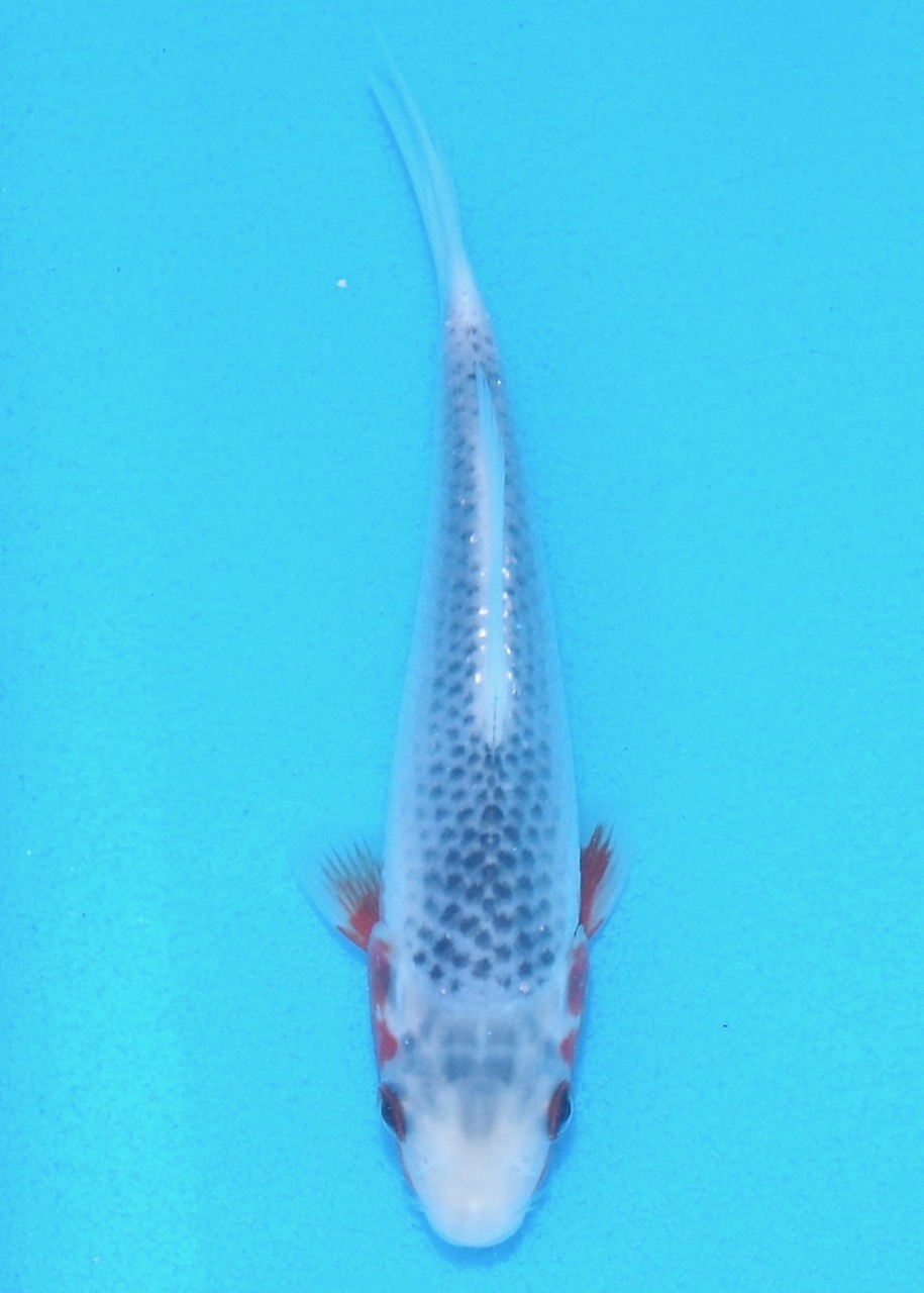 14cm Asagi REF SRL03-193