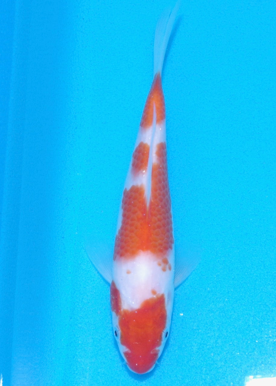 17cm Kohaku REF SRL05-001