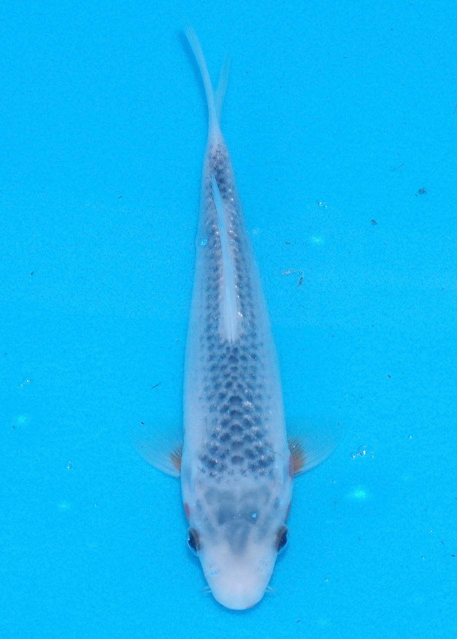 17cm Asagi REF SRL03-196